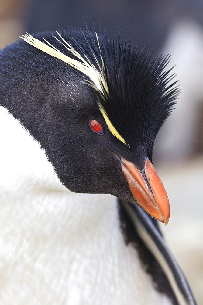 Rockhopper penguin (Eudyptes chrysocome) portrait, Rockhopper Point, Sea Lion Island, Falkland Islands, South America