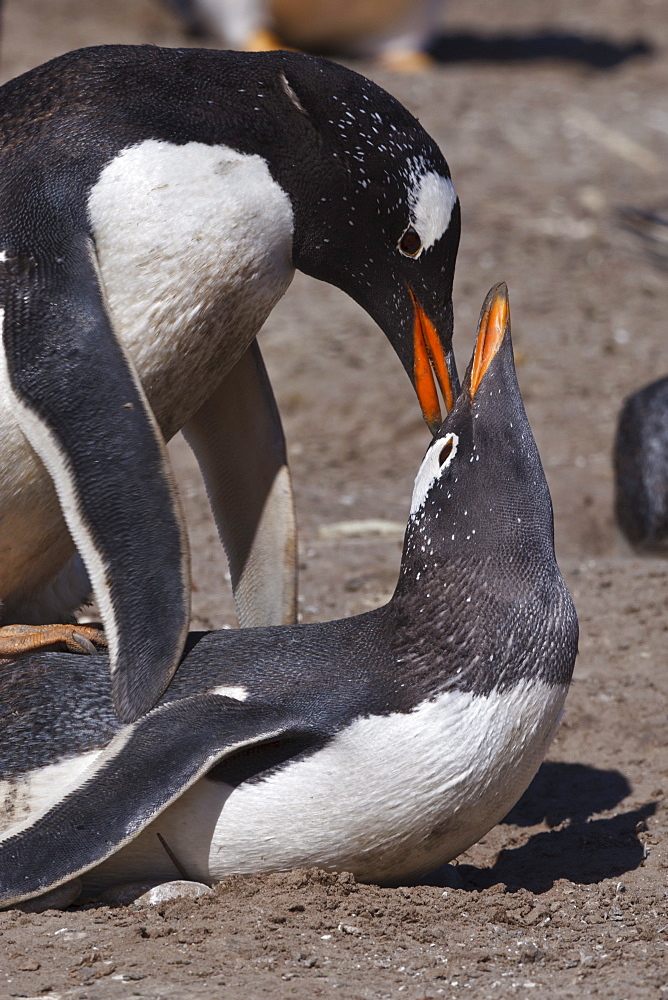 Gentoo penguins (Pygoscelis papua) mate during breeding season, the Neck, Saunders Island, Falkland Islands, South America 