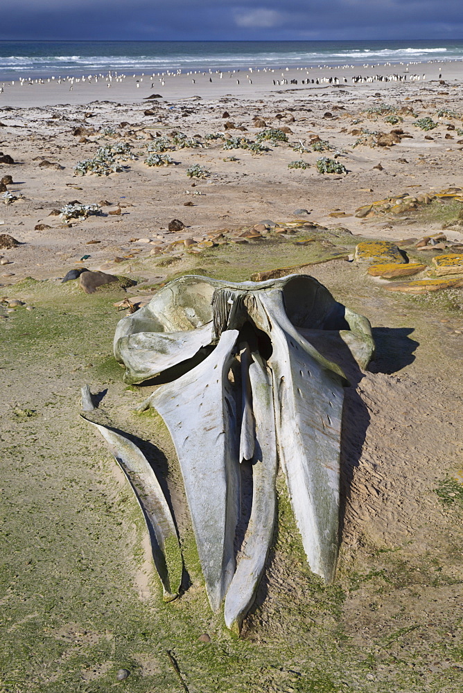 Sei whale (Balaenoptera borealis) skull, the Neck, Saunders Island, Falkland Islands, South America 