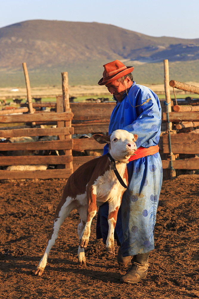 Man in traditional clothing (blue deel) handles calf in pen, dawn milking, Summer, Nomad camp, Gurvanbulag, Bulgan, Mongolia, Central Asia, Asia