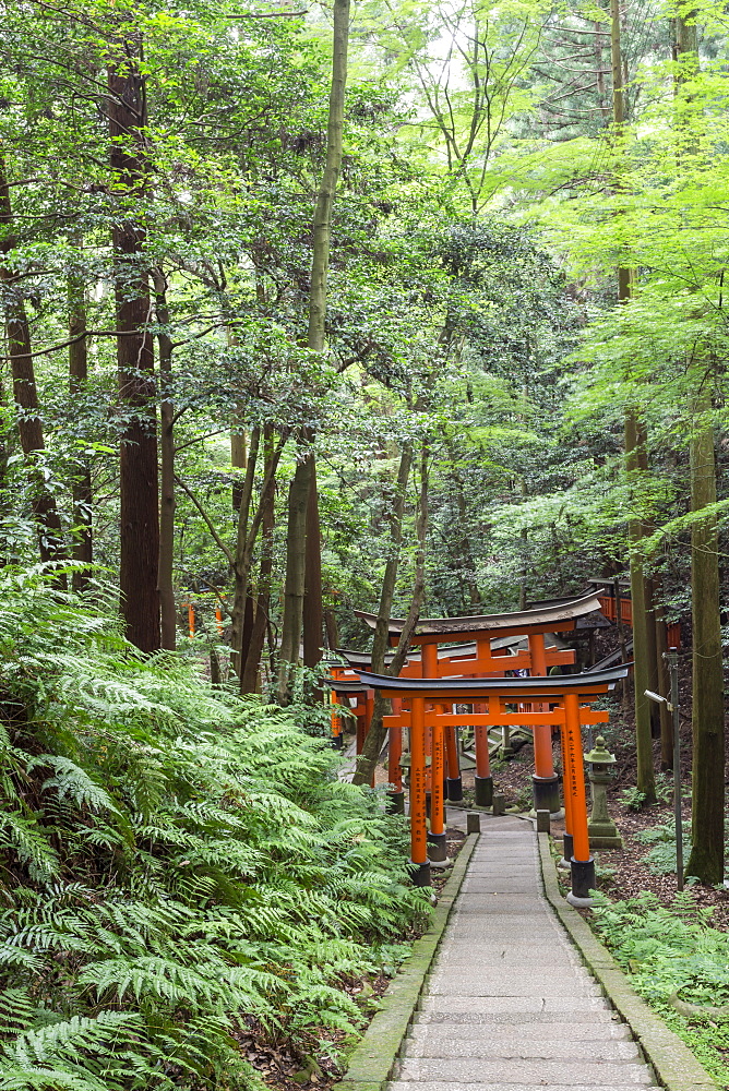 Fushimi Inari Taisha, Shinto shrine, vermilion torii gates line paths in wooded forest on Mount Inari, Kyoto, Japan, Asia