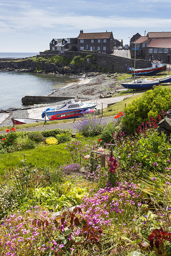 Harbour with boats and village centre, garden and flowers, blue sky on a sunny summer day, Craster, Northumberland, England, United Kingdom, Europe