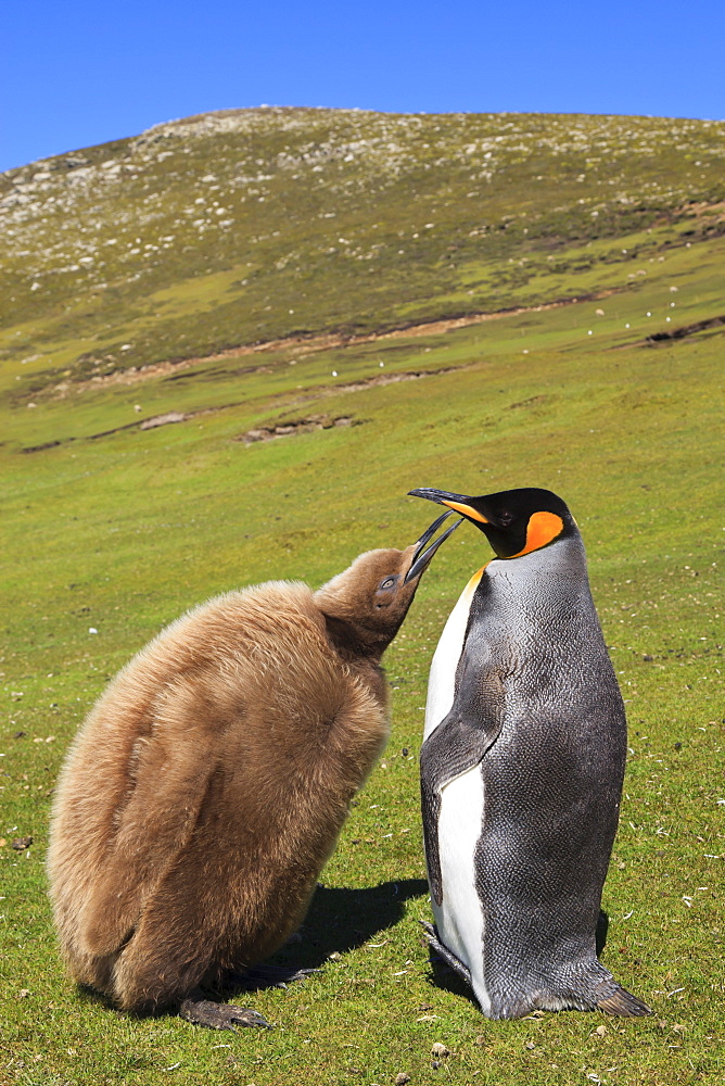 King penguin (Aptenodytes patagonicus) feeding chick inland, the Neck, Saunders Island, Falkland Islands, South America 