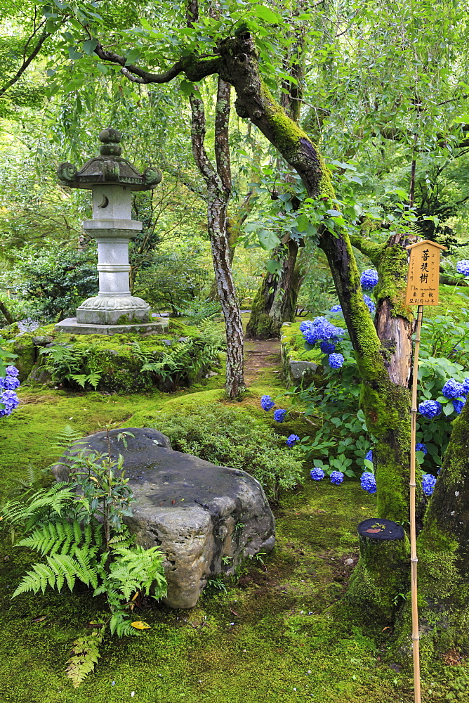 Tenryu-ji temple garden, large stone lantern amongst leafy trees with vivid blue hydrangeas in summer, Arashiyama, Kyoto, Japan, Asia