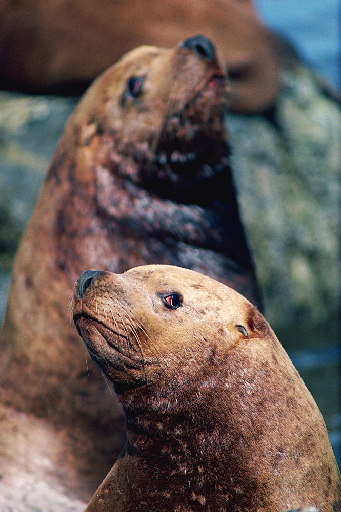 Steller Sea Lion