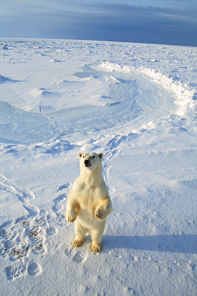 Polar Bear, Canada