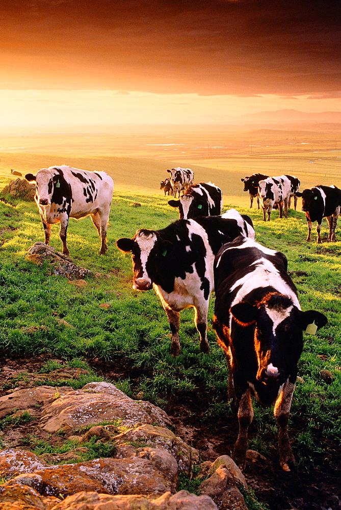 Cows in Evening Prairie Scene