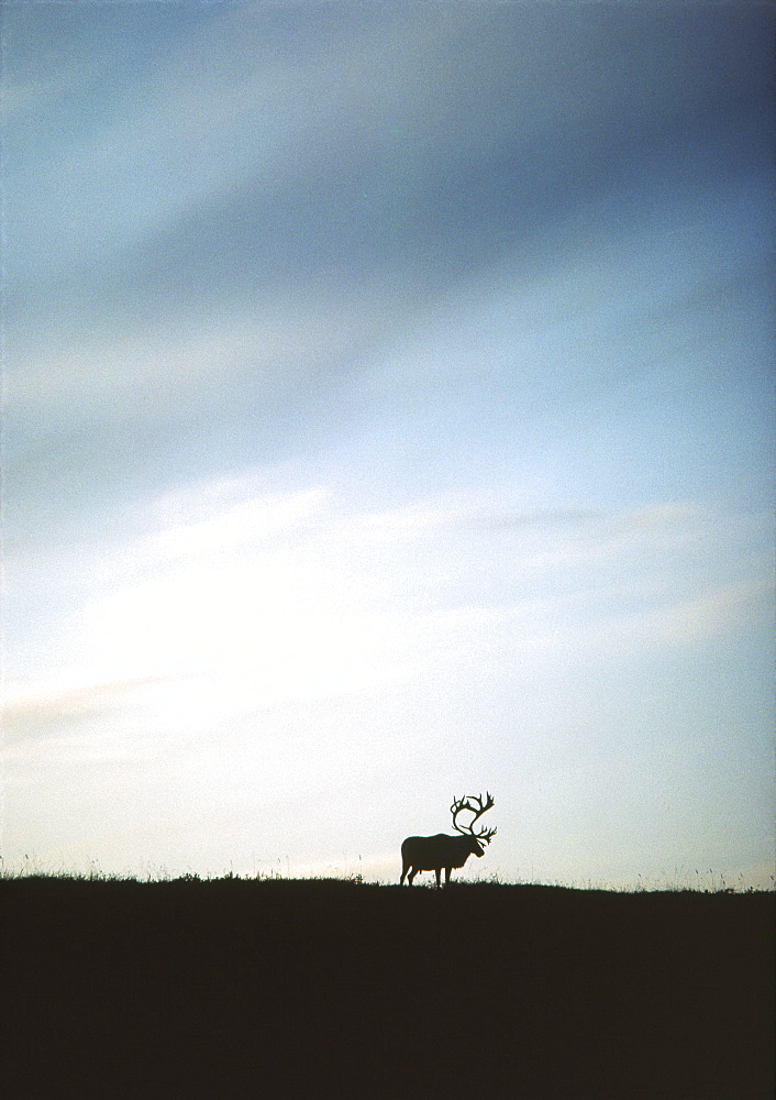 Silhouette of a Moose