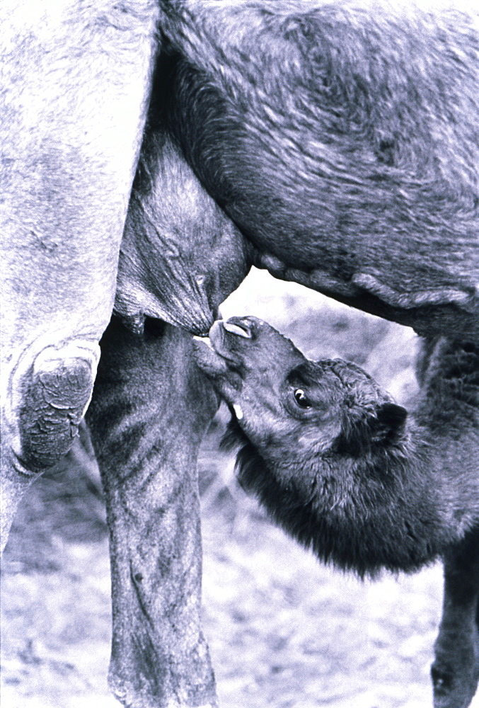 Baby Camel Drinking from Mother Camel