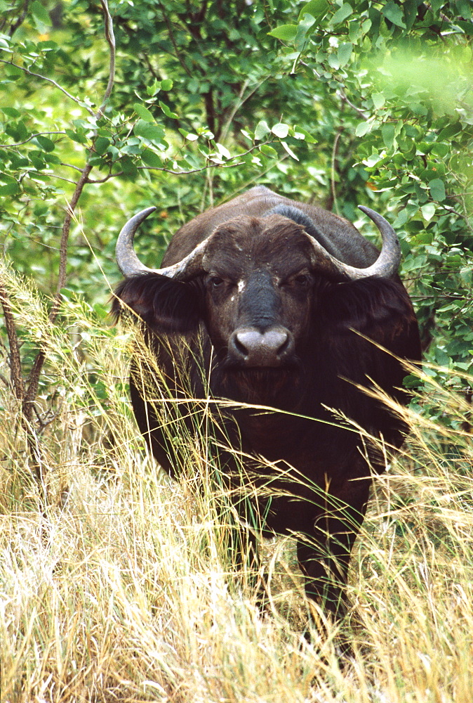 African Buffalo