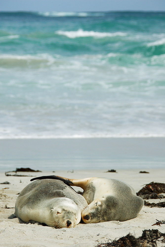 Australia Sea Lion