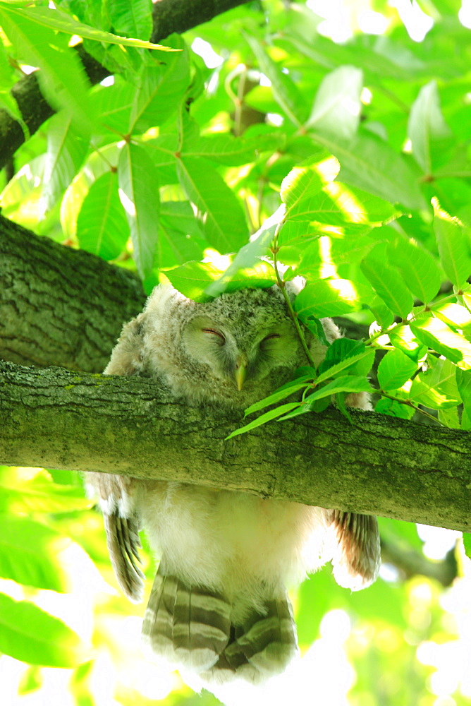 Ezo Ural Owl