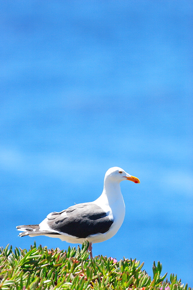 Slaty-Backed Gull