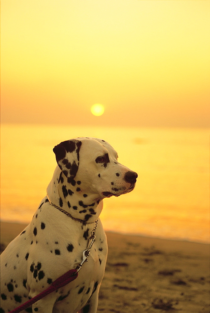 Dalmatian Sitting on Beach