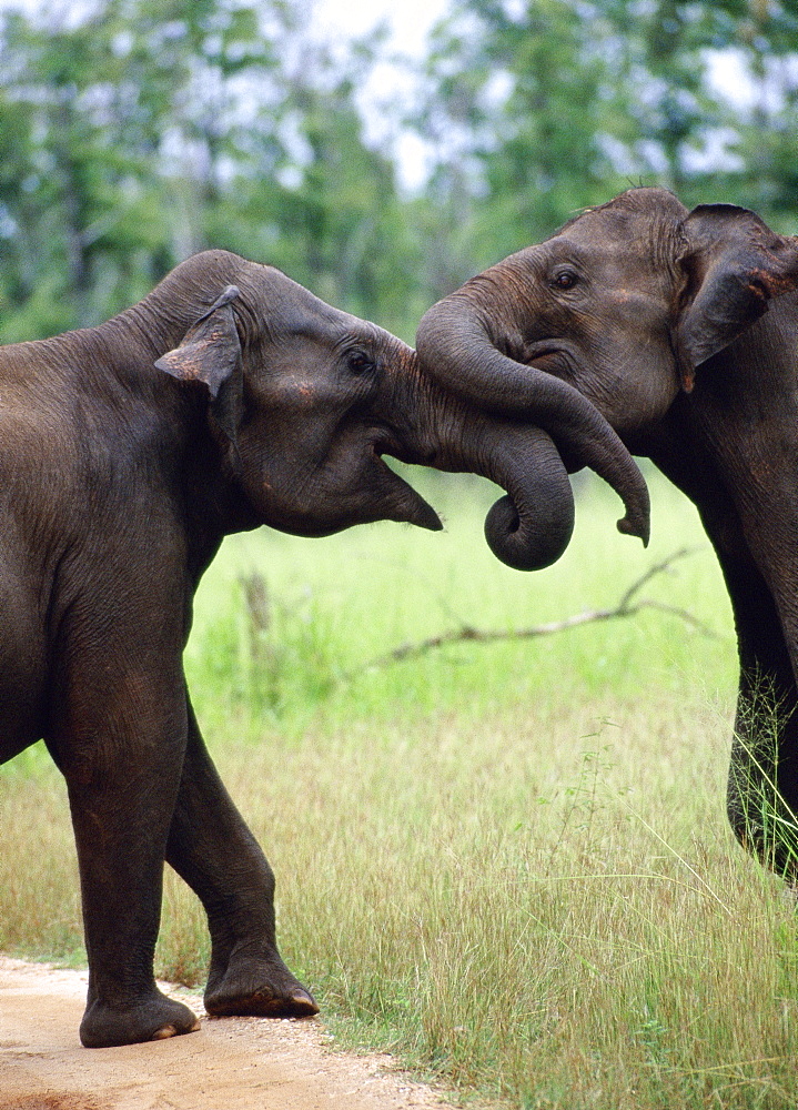 Two African Elephants playing