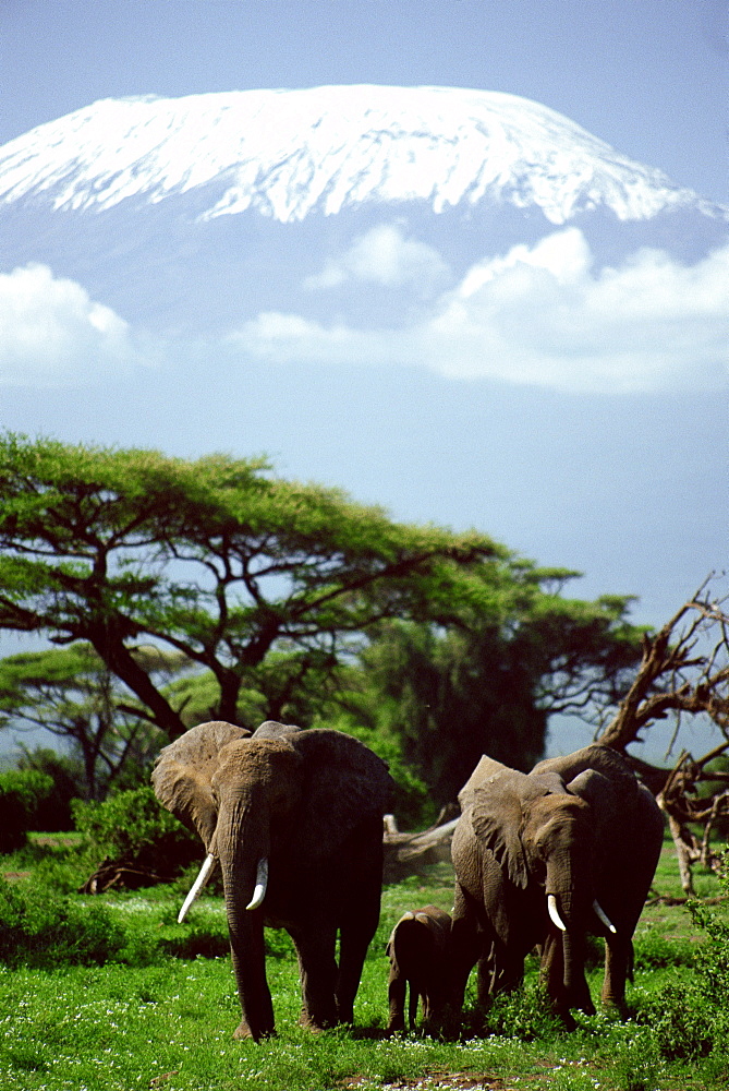 African Elephants and Kilimanjaro