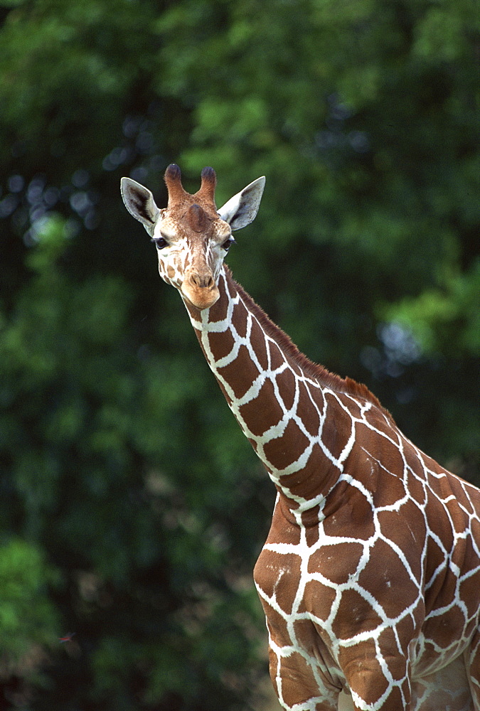 Reticulated Giraffe in savanna