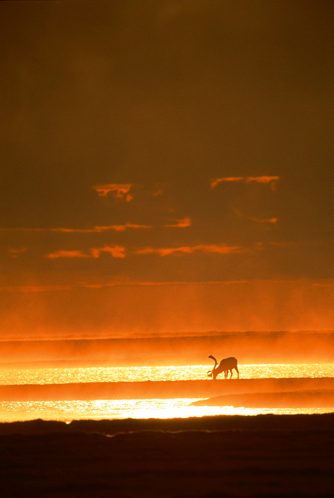 Wapiti silhouette and landscape