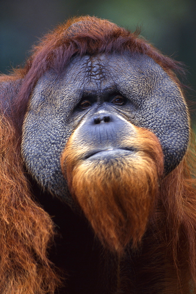 Orangutan headshot