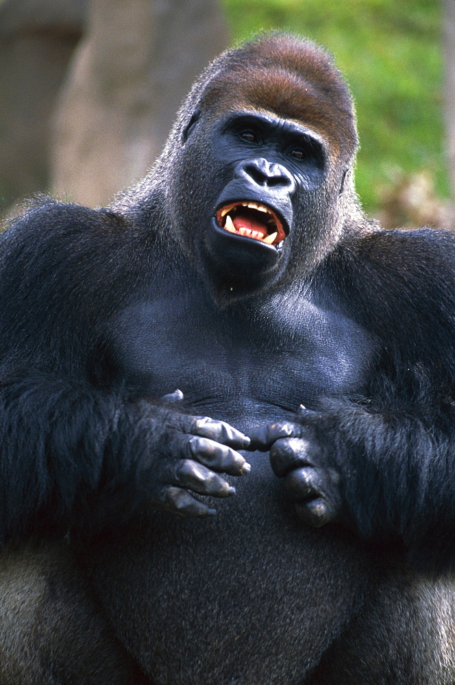 Lowland Gorilla beating chest