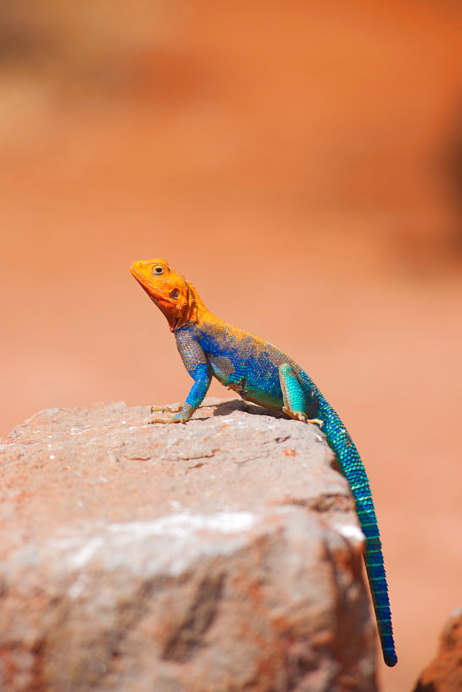 Lizard at Amboseli National Park, Kenya