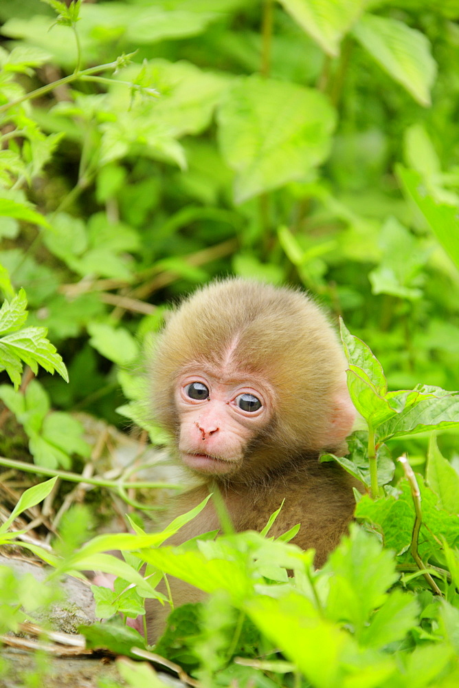 Japanese Macaque, Nagano, Japan