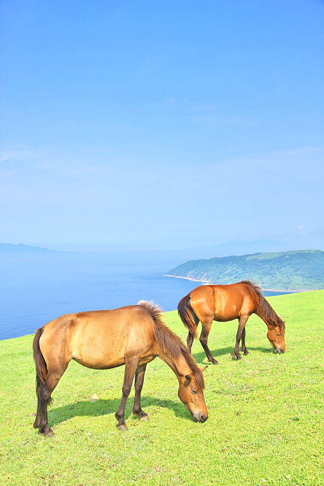 Horses, Japan