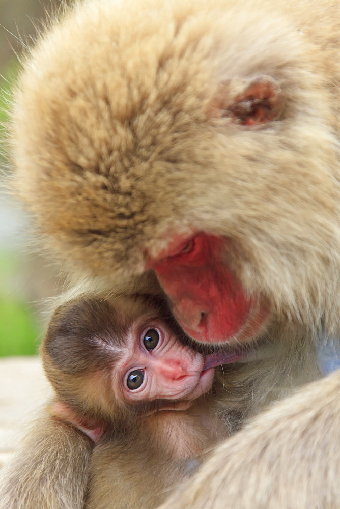 Snow monkeys