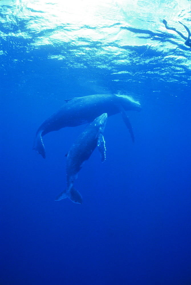 Humpback Whale