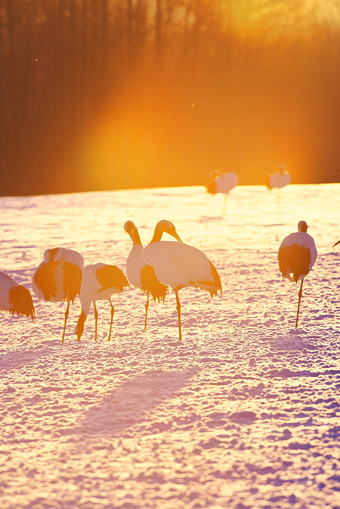 Japanese Cranes