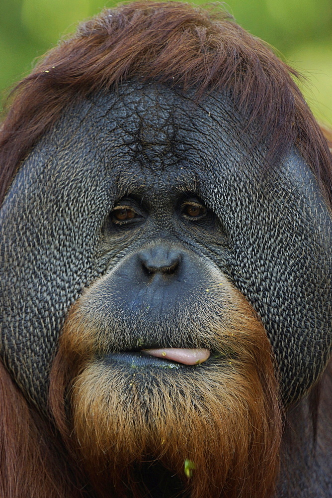 Orangutan