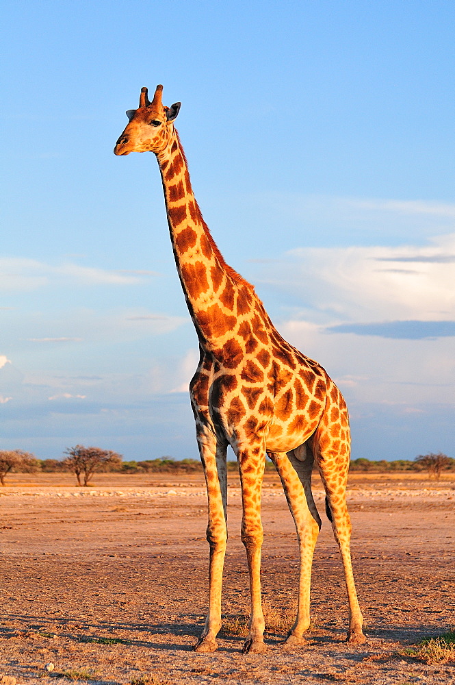 Giraffe