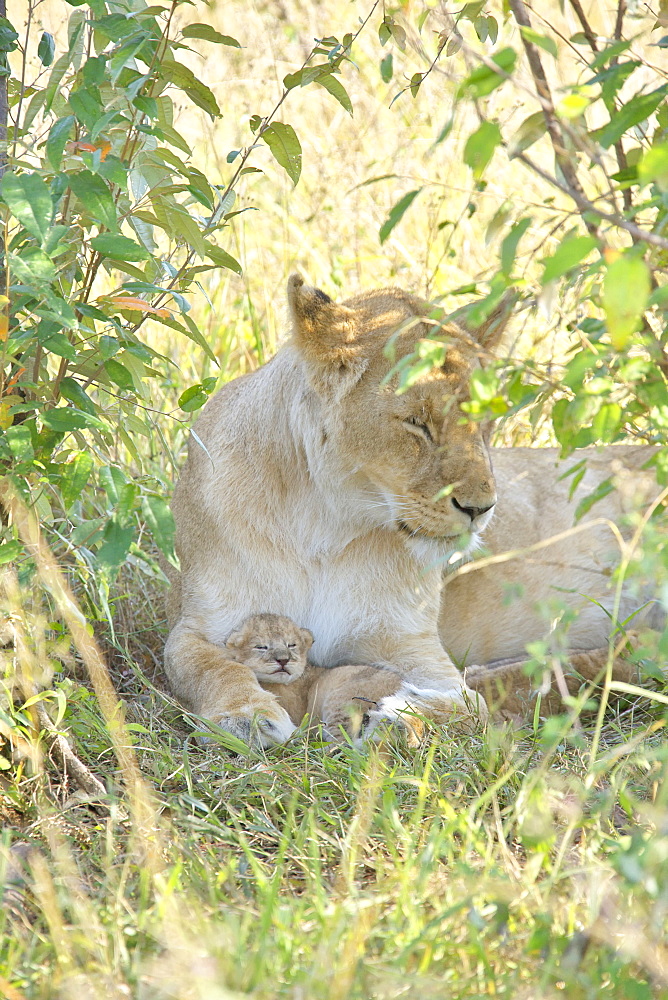 Lioness