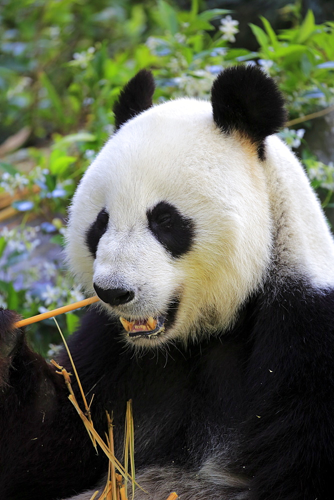 Giant Panda, (Ailuropoda melanoleuca), adult feeding portrait, Adelaide, South Australia, Australia