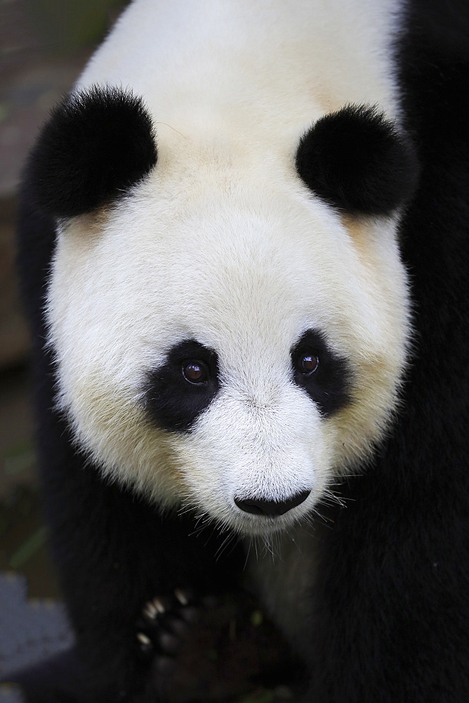 Giant Panda, (Ailuropoda melanoleuca), adult portrait, Adelaide, South Australia, Australia