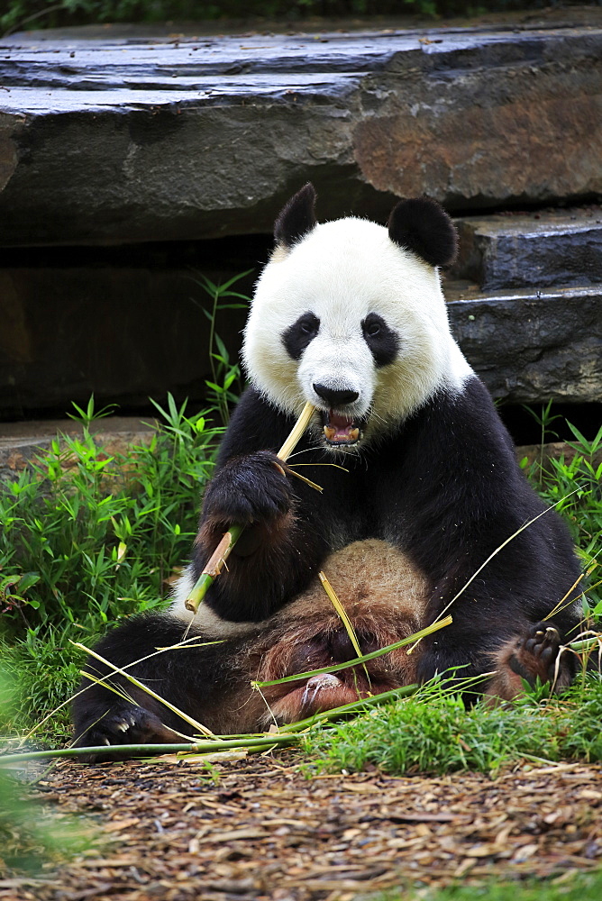 Giant Panda, (Ailuropoda melanoleuca), adult feeding, Adelaide, South Australia, Australia