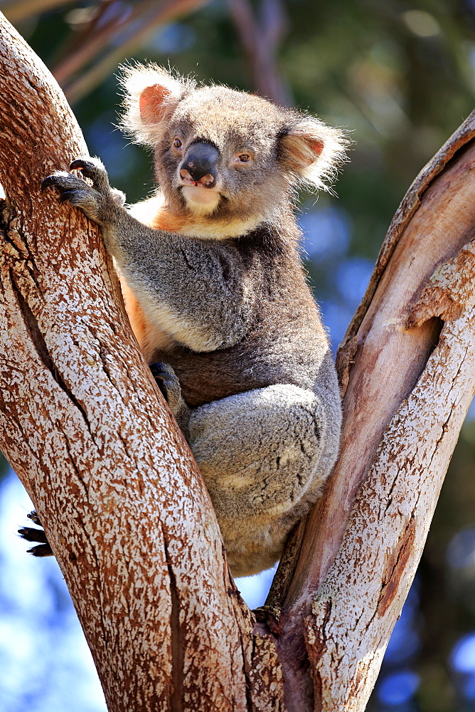 Koala, (Phascolarctos cinereus), adult on tree, Kangaroo Island, South Australia, Australia