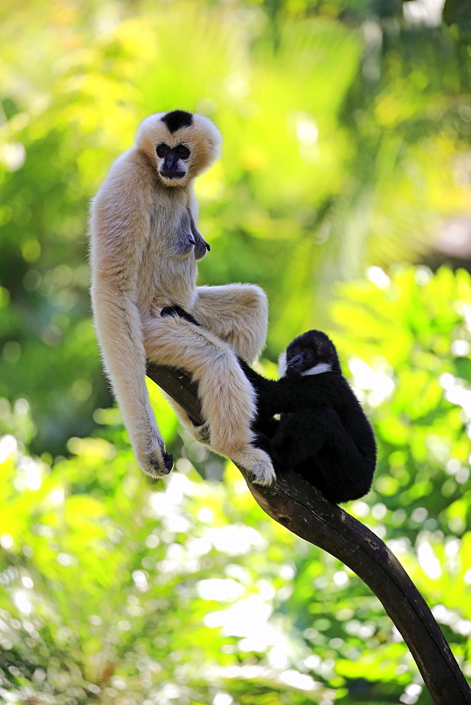 Northern White-Cheeked Gibbon, (Nomascus leucogenys), adult female with young on tree, Vietnam, Asia