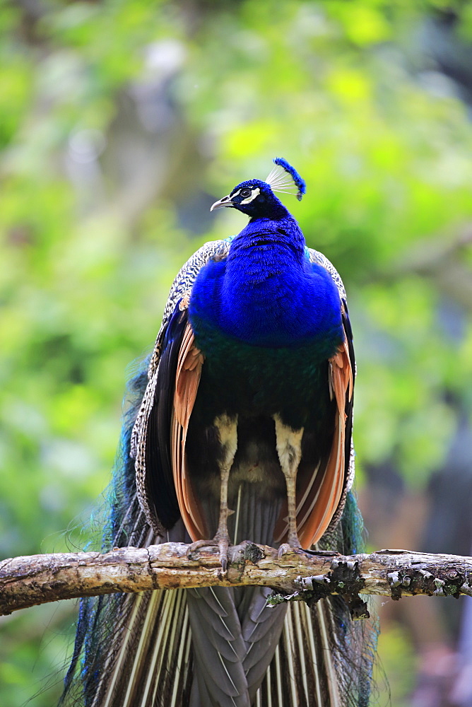 Indian Peafowl, (Pavo cristatus), adult male on branch, Asia