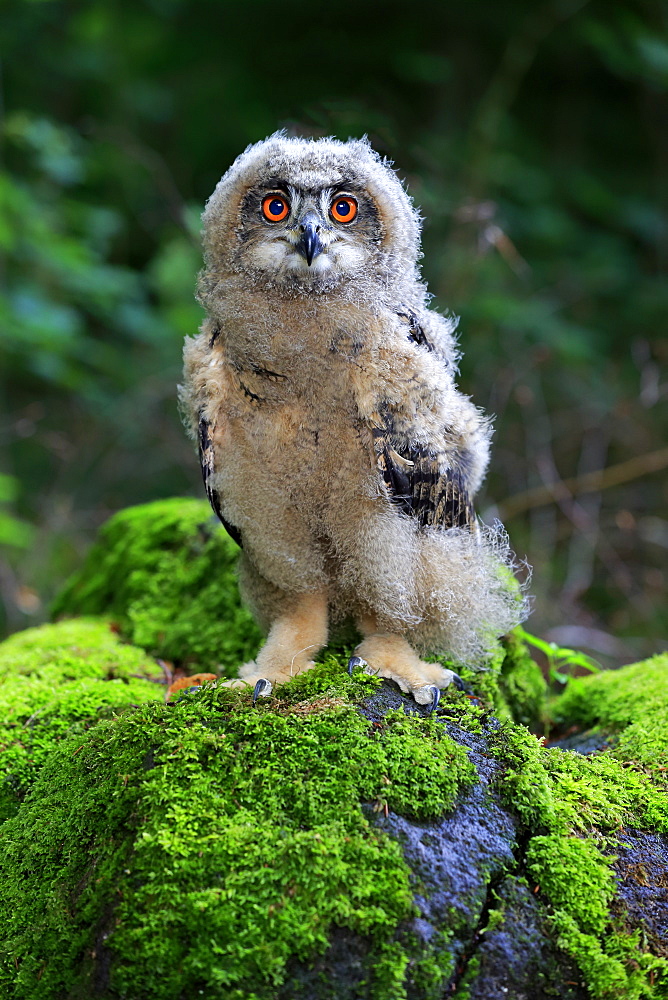 Eagle Owl, (Bubo bubo), young on rock, Pelm, Kasselburg, Eifel, Germany, Europe