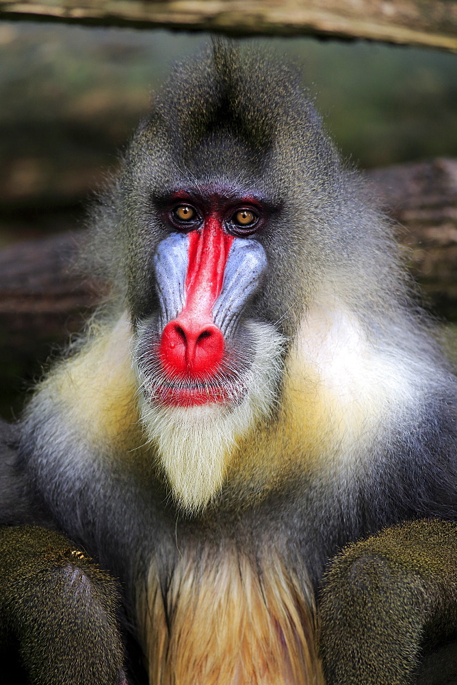 Mandrill, (Mandrillus sphinx), adult male portrait, Africa