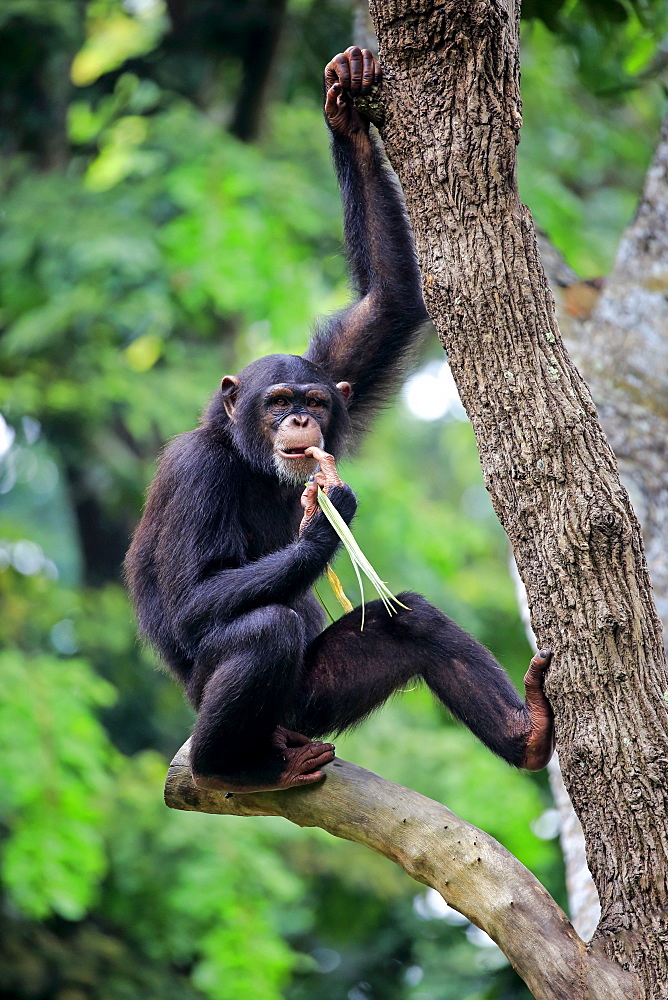 Chimpanzee, (Pan troglodytes troglodytes), subadult on tree feeding, Africa