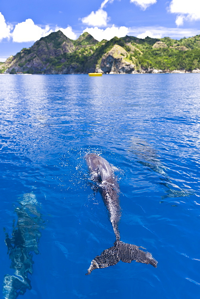 Dolphins, Bonin Islands