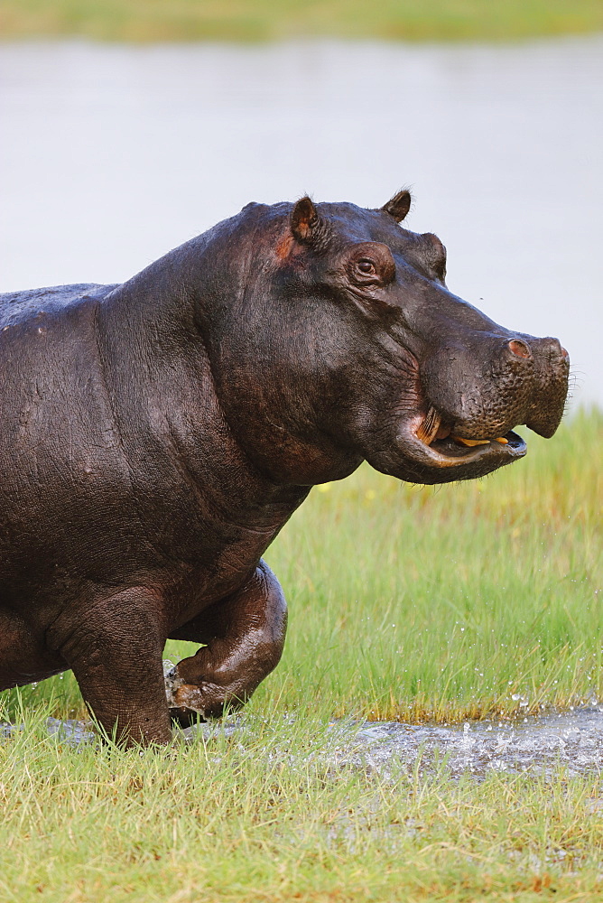 Hippopotamus