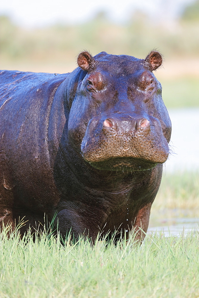 Hippopotamus