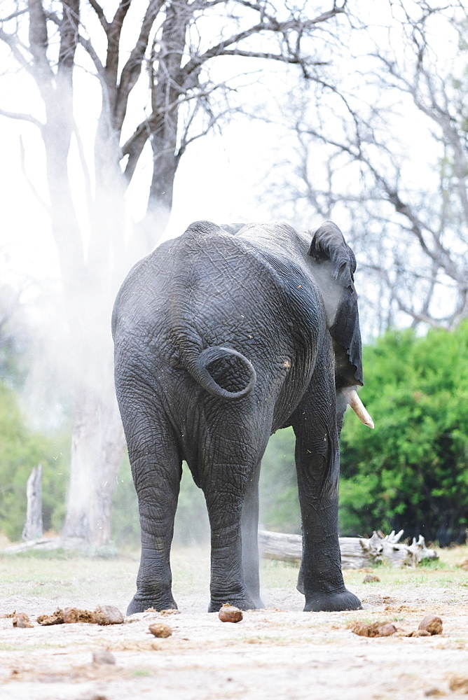 African Elephant