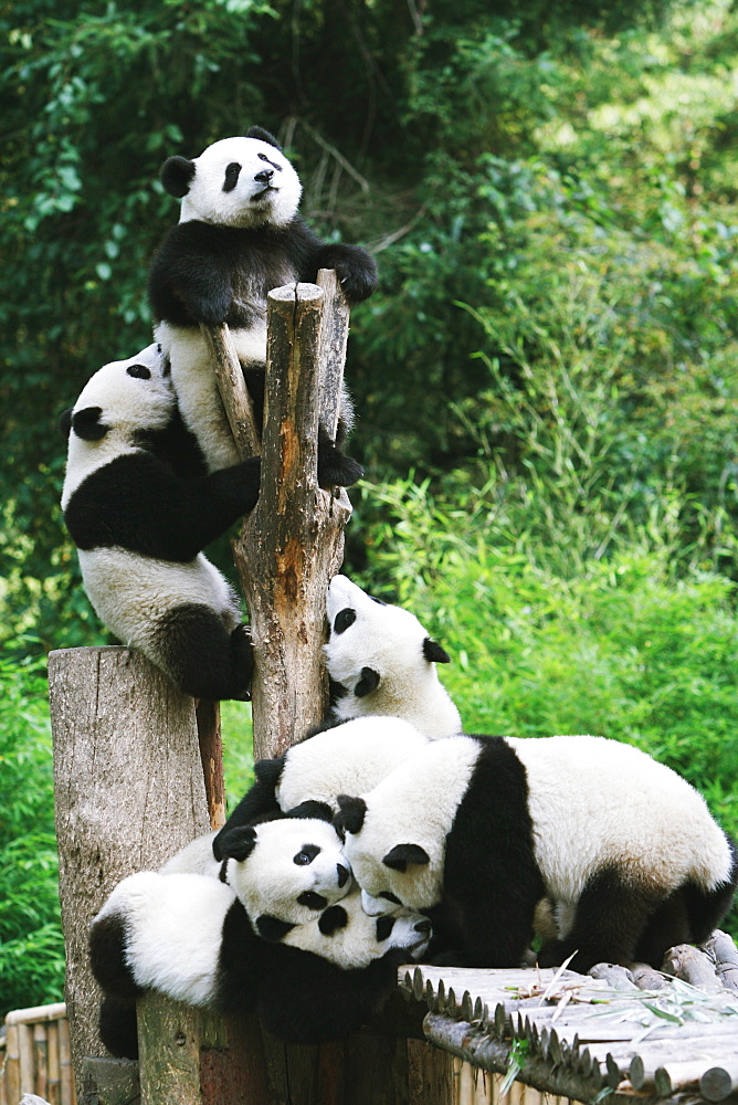 Pandas