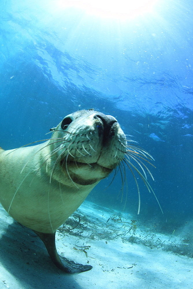 Australian Sea Lion