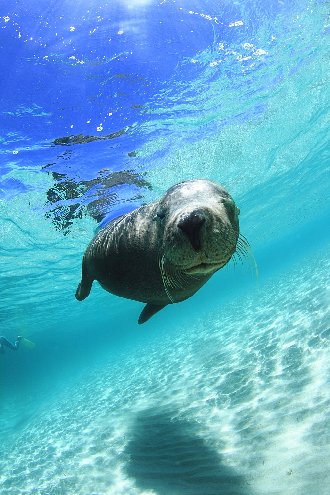 Australian Sea Lion