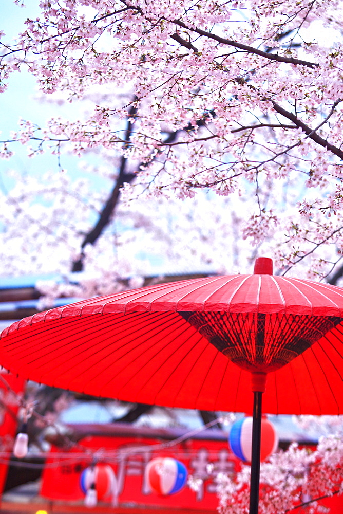 Cherry Blossom At Hirano Shrine, Kyoto, Japan